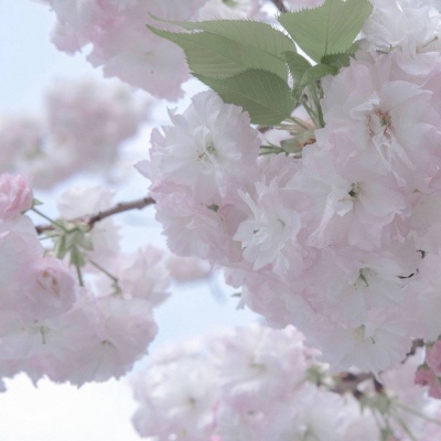 Furry绘画工具推荐兽圈群